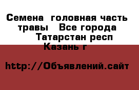 Семена (головная часть))) травы - Все города  »    . Татарстан респ.,Казань г.